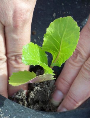 Hands settling a young vegetable start into dark soil in a pot